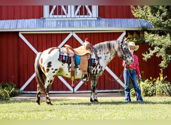 Amerikansk ponny, Valack, 8 år, 135 cm