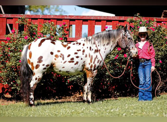 Amerikansk ponny, Valack, 8 år, 135 cm