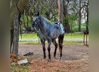 Amerikansk ponny, Valack, 8 år, 137 cm, Grå
