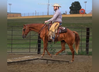 Amerikansk ponny, Valack, 8 år, 147 cm, Fux