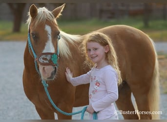 Amerikansk ponny, Valack, 8 år, Palomino