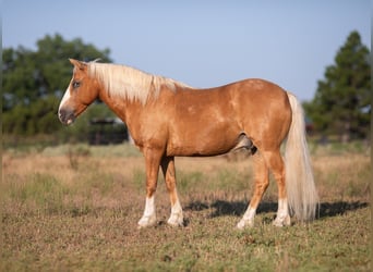 Amerikansk ponny, Valack, 8 år, Palomino