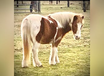 Amerikansk ponny, Valack, 9 år, 102 cm, Tobiano-skäck-alla-färger