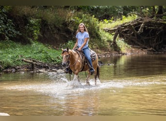 Pony of the Americas, Wallach, 9 Jahre, 130 cm, Buckskin