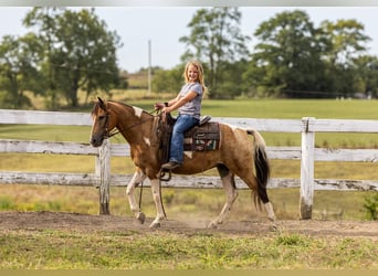 Pony of the Americas, Wallach, 9 Jahre, 130 cm, Buckskin