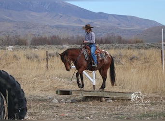 Amerikansk ponny, Valack, 9 år, 137 cm, Brun