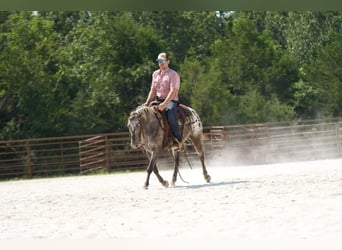 Amerikansk ponny, Valack, 9 år, 137 cm, Grå