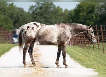 Amerikansk ponny, Valack, 9 år, 137 cm, Grå
