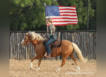 Amerikansk ponny, Valack, 9 år, Palomino