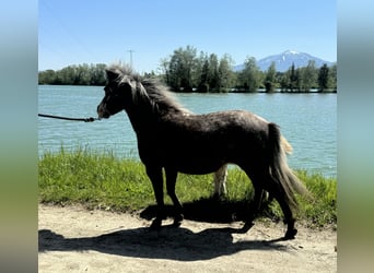 Amerykański koń miniaturowy, Klacz, 11 lat, 83 cm, Tarantowata