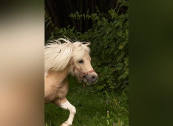 Amerykański koń miniaturowy, Klacz, 11 lat, 85 cm, Cremello