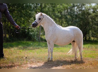 Amerykański koń miniaturowy, Klacz, 11 lat, 86 cm, Siwa