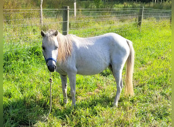 Amerykański koń miniaturowy, Klacz, 13 lat, Siwa