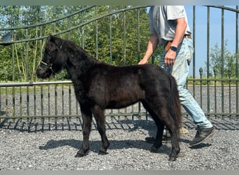 Amerykański koń miniaturowy, Klacz, 1 Rok, 80 cm, Kara