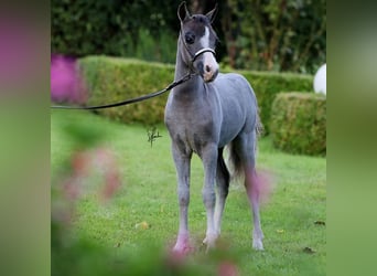 Amerykański koń miniaturowy, Klacz, 1 Rok, 82 cm, Siwa