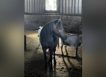 Amerykański koń miniaturowy, Klacz, 1 Rok, 86 cm, Ciemnogniada