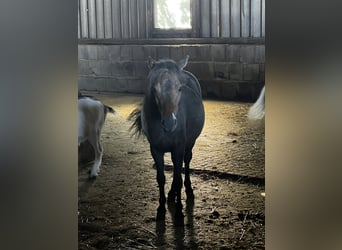 Amerykański koń miniaturowy, Klacz, 1 Rok, 86 cm, Ciemnogniada