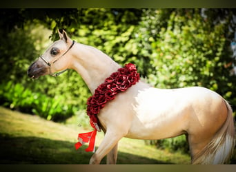 Amerykański koń miniaturowy, Klacz, 2 lat, 104 cm, Izabelowata