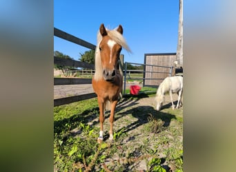 Amerykański koń miniaturowy, Klacz, 2 lat, 80 cm, Ciemnokasztanowata