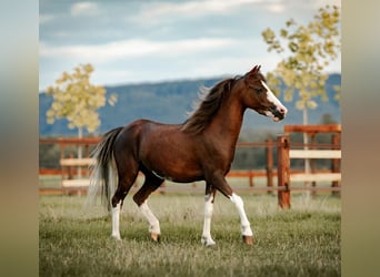 Amerykański koń miniaturowy, Klacz, 3 lat, 103 cm, Ciemnokasztanowata