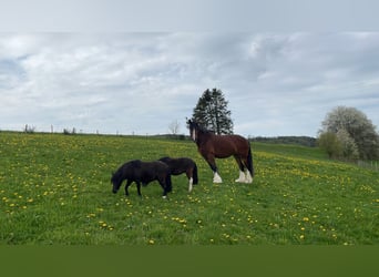 Amerykański koń miniaturowy, Klacz, 5 lat, Skarogniada