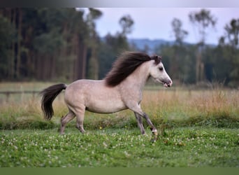 Amerykański koń miniaturowy, Klacz, 6 lat, 93 cm, Siwa w hreczce