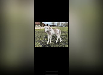 Amerykański koń miniaturowy Mix, Klacz, Źrebak (04/2023), 105 cm, Overo wszelkich maści