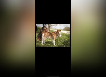 Amerykański koń miniaturowy Mix, Klacz, Źrebak (04/2023), 85 cm, Gniada