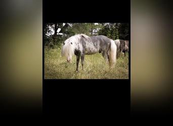 Amerykański koń miniaturowy Mix, Klacz, Źrebak (05/2023), 85 cm, Perłowa