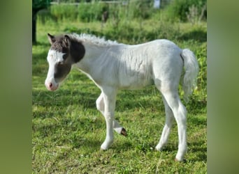 Amerykański koń miniaturowy, Klacz, Źrebak (05/2026)