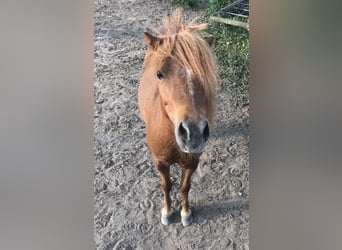 Amerykański koń miniaturowy, Ogier, 11 lat