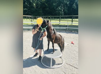 Amerykański koń miniaturowy, Ogier, 11 lat