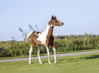 Amerykański koń miniaturowy, Ogier, 1 Rok, 83 cm, Srokata