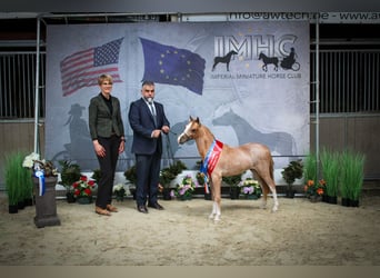 Amerykański koń miniaturowy, Ogier, 1 Rok, 85 cm, Sabino