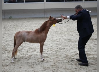Amerykański koń miniaturowy, Ogier, 1 Rok, 85 cm, Sabino