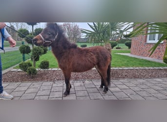 Amerykański koń miniaturowy, Ogier, 2 lat, 80 cm, Gniada
