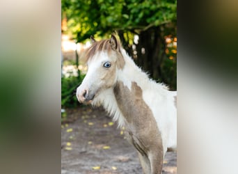 Amerykański koń miniaturowy, Ogier, 2 lat, 82 cm, Tovero wszelkich maści