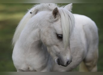 Amerykański koń miniaturowy, Ogier, 2 lat, 83 cm, Izabelowata