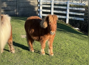 Amerykański koń miniaturowy Mix, Ogier, 2 lat, 85 cm, Kasztanowata