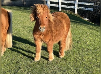 Amerykański koń miniaturowy Mix, Ogier, 2 lat, 85 cm, Kasztanowata