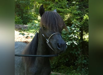 Amerykański koń miniaturowy, Ogier, 2 lat, 90 cm, Siwa