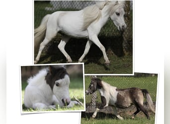 Amerykański koń miniaturowy, Ogier, 3 lat, 84 cm, Izabelowata