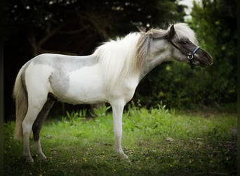 Amerykański koń miniaturowy, Ogier, 4 lat, 81 cm, Srokata