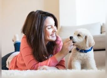 Amerykański koń miniaturowy, Ogier, 4 lat