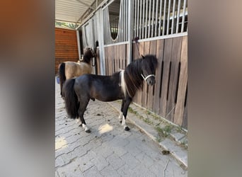 Amerykański koń miniaturowy, Ogier, 6 lat, 80 cm, Srokata