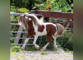 Amerykański koń miniaturowy, Ogier, 9 lat, 84 cm, Srokata