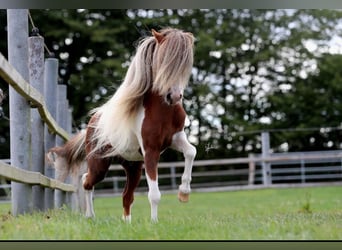 Amerykański koń miniaturowy, Ogier, 9 lat, 84 cm, Srokata