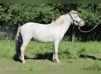 Amerykański koń miniaturowy, Ogier, 4 lat, 82 cm, Tobiano wszelkich maści