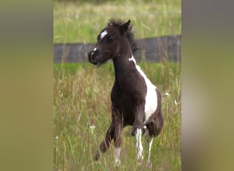 Amerykański koń miniaturowy, Ogier, Źrebak (01/2024)