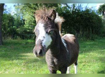 Amerykański koń miniaturowy, Ogier, Źrebak (05/2023), Srokata